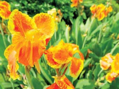 Family Heirloom stories: ‘Pretoria’ canna lilies, English poppies, blackboy peach tree, and more Image